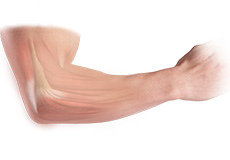 Elbow Anatomy