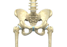 Hip Anatomy