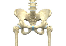 Hip Anatomy